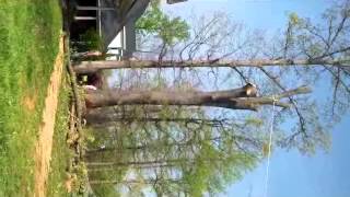 Downs Tree Service Nashville, Tn
