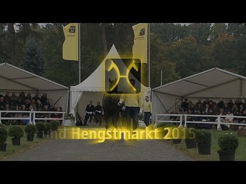 Hannoveraner Hengstkörung 2015 - Erste Besichtigung auf der Dreiecksbahn