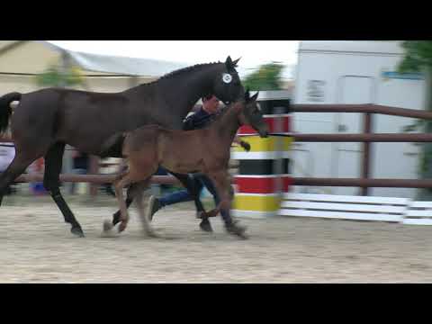 Dienstbach, Fürsten Look-Sonnenreiter-San Amour