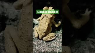 Download lagu Kodok papua mp3