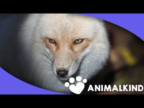 Exotic pets would be lost without this rescue group