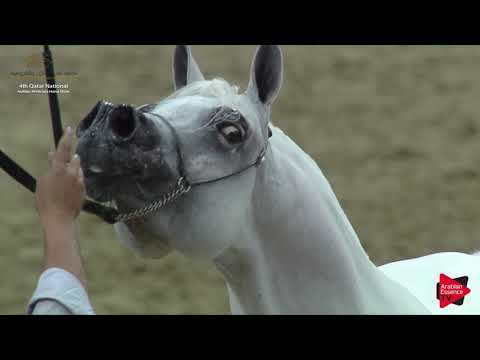 N.178 NIMR AL NAIF - 2019 Qatar Nat. Peninsula show - Stallions 4 to 6 Years Old (Class 10) .mp4