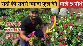 sardiyon ke 5 sabse Jyada Phool Dene Wale yah paudhe lagao | best 5 plant 🌱 ￼