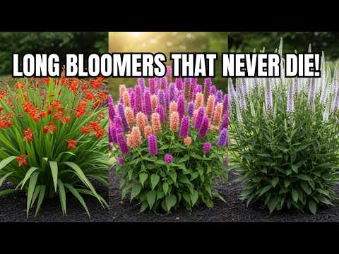 15 Best LONGEST Blooming Perennial Flowers 🌼 Rare Perennials for Nonstop Color Until Frost