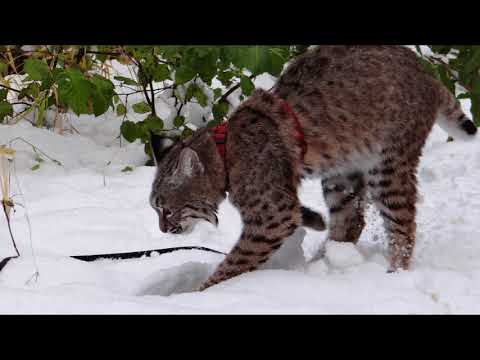 Zya the Bobcat 10/13/2017