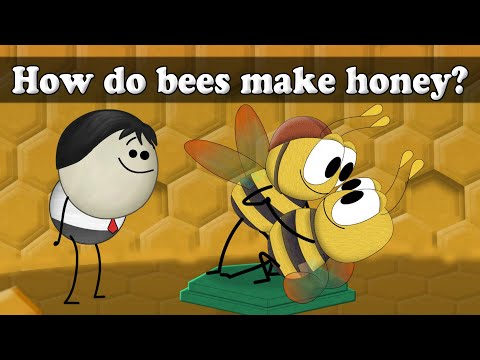 ミツバチはどうやってハチミツを作るの？| 蜂蜜はどうやって作るの？ (How do bees make honey? | #aumsum)