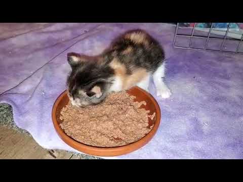 Lianne eating solid food