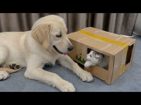 YouTube 썸네일