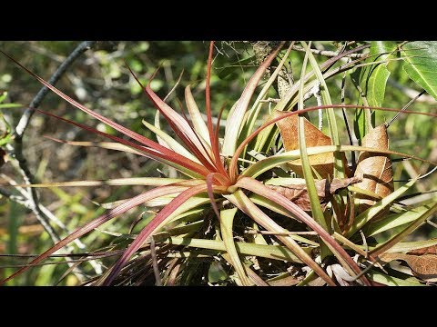 Tillandsia acostae (T. concolor) am Naturstandort