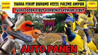 Download lagu SUARA PIKAT BURUNG KECIL PALING AMPUH KOMBINASI SU... mp3
