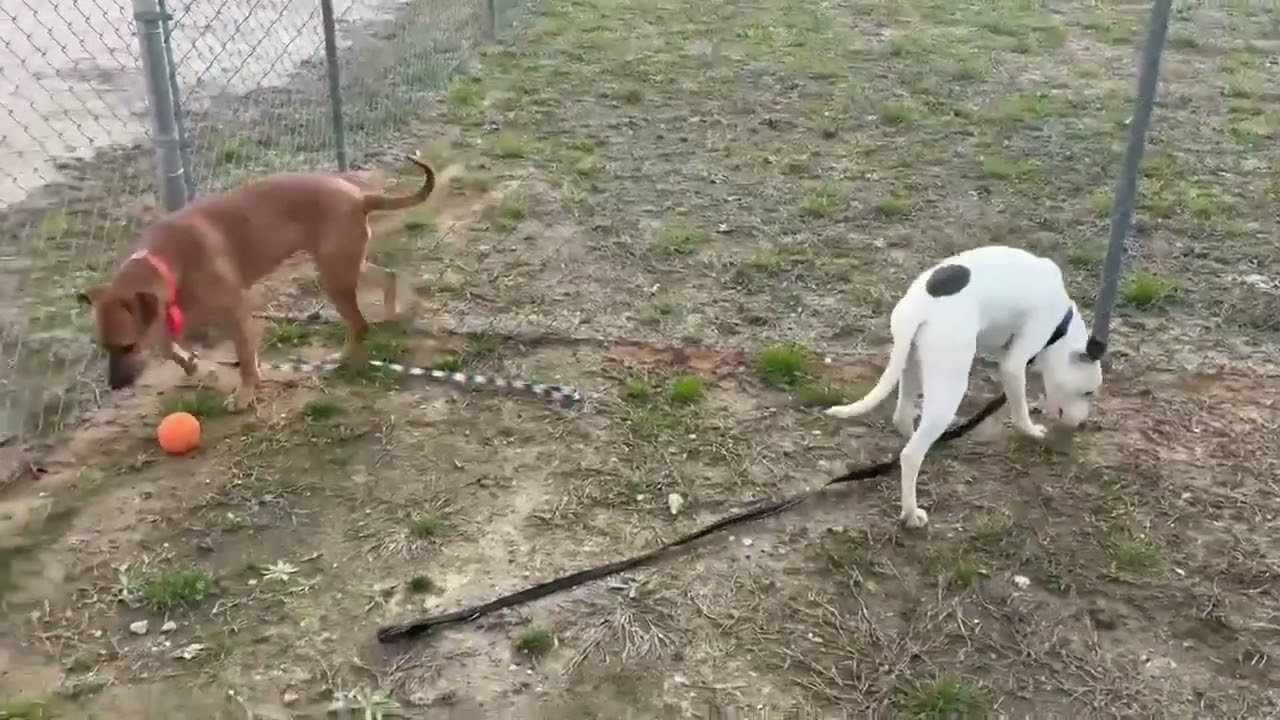 Enlarge Billie, a Adoptable mixed breed in Hartsville, SC video 5/5
