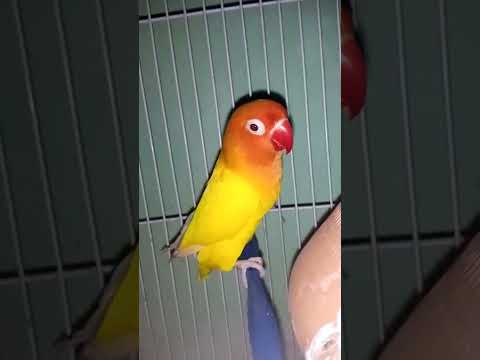 lovebirds acting |love birds Sounds