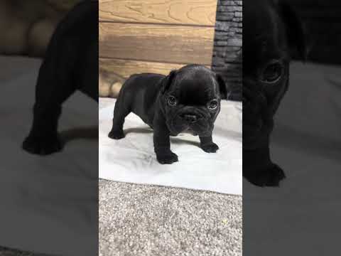 Video 5