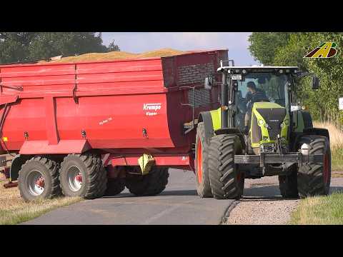 Grain harvest 2025 large-scale operation 5 combine harvesters, 10 tractors, trucks, 5 balers Gold...