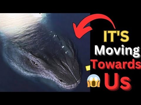 Leviathan: Mythical Creature Caught on Camera