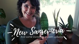 Sansevieria Collection Updates