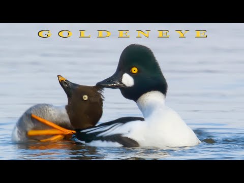 Porrón osculado ( Bucephala clangula ) Goldeneye