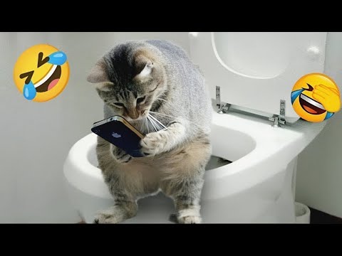 Essayer de ne pas rire meilleurs chiens et chats drôles partie 32