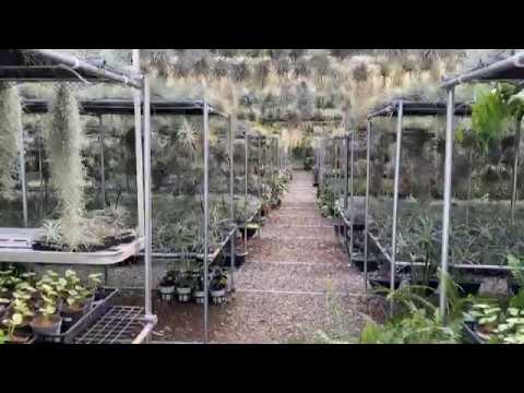 Greenhouse tour - Tillandsia