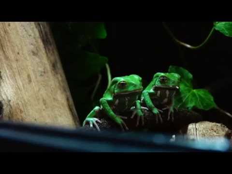 Vosková listovka (Phyllomedusa sauvagii) — video o chove a starostlivosti