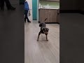 Awww This Dog Is So Adorable Dancing In Happy Feet