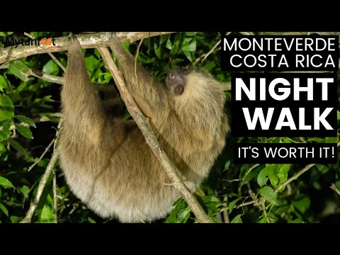 MONTEVERDE NIGHT WALK: Is it worth it? What animals do you see?