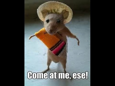 JOEY RIOT, HTID, CARWASH, MAGALUF JUNE 2015