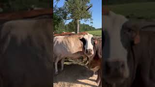 Bred Brangus, Braford, and Crossbred cows