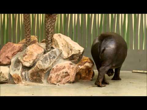 Blijdorp: Dwergnijlpaardjes