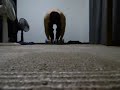 アブローラー300回(約4秒以内に1回のテンポ) 300 Ab Wheel