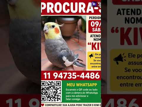 Ajude a achar o kiwi, ele está desaparecido dês de sexta dia 8/05, são Paulo SP catanduva  #help #sp