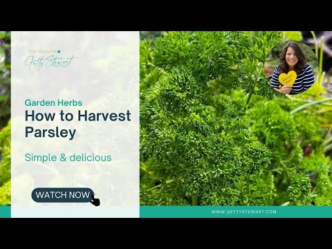 How to Harvest Parsley