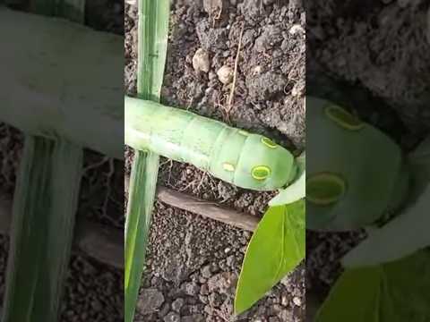 kate wali illi#crypy#illi#animal#naturalbeauty #viral