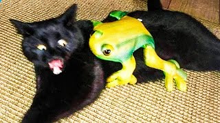 Funny Cats and Dogs Videos 😆 - Hilarious Animal Moments 🐶😺
