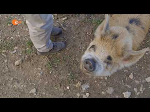 Wie schlau sind Schweine ZDF Terra X