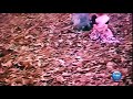 Oru Jeevan Alaithathu Hd 5 1 Video Song