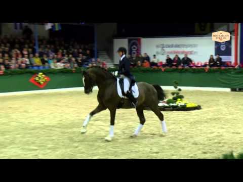 Don Diamond v. Diamond Hit - Carolus I / Hengstvorführung Vechta 2016 / Böckmann Pferde