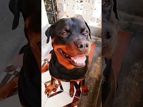 #rottweiler #dog #doglover #like #youtube #shorts