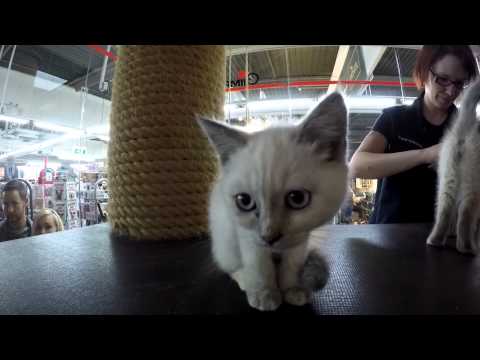 Besuch: Hunde, Katzen Duisburg Zoo Zajac 05 2015 HD