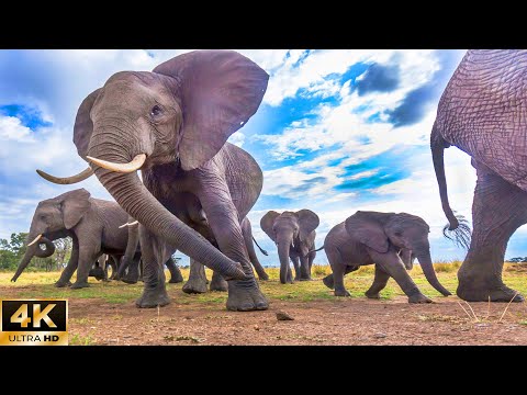 12 hours of relaxation | Strange Scenes Of African Wild Animals | National Park, Kruger, Masai Mara