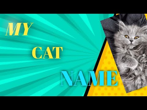 MY CAT NAME ll MUNEER KHAN 46.