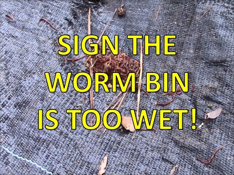 When Your Worm Beds Get too Wet - Worm Wednesday