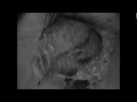 2018 owl cam first feeding