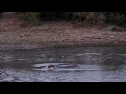 Djuma: Hippo moving about with some barrel rolls too - 18:03 - 09/09/2022