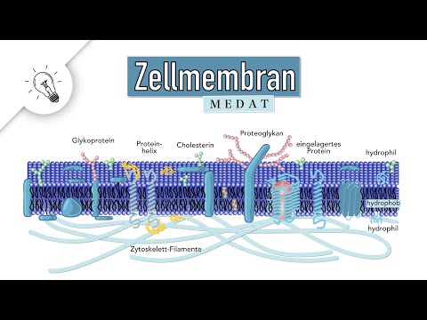 Cell membrane - Biomembrane | Structure & Function | MedAT | Biology