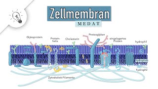 Zellmembran - Biomembran | Aufbau & Funktion | MedAT | Biologie