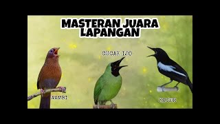 Download lagu Masteran Kombinasi Full Isian Kacer Vs Wambi vs Cucak Ijo Masteran Raja Gantangan mp3