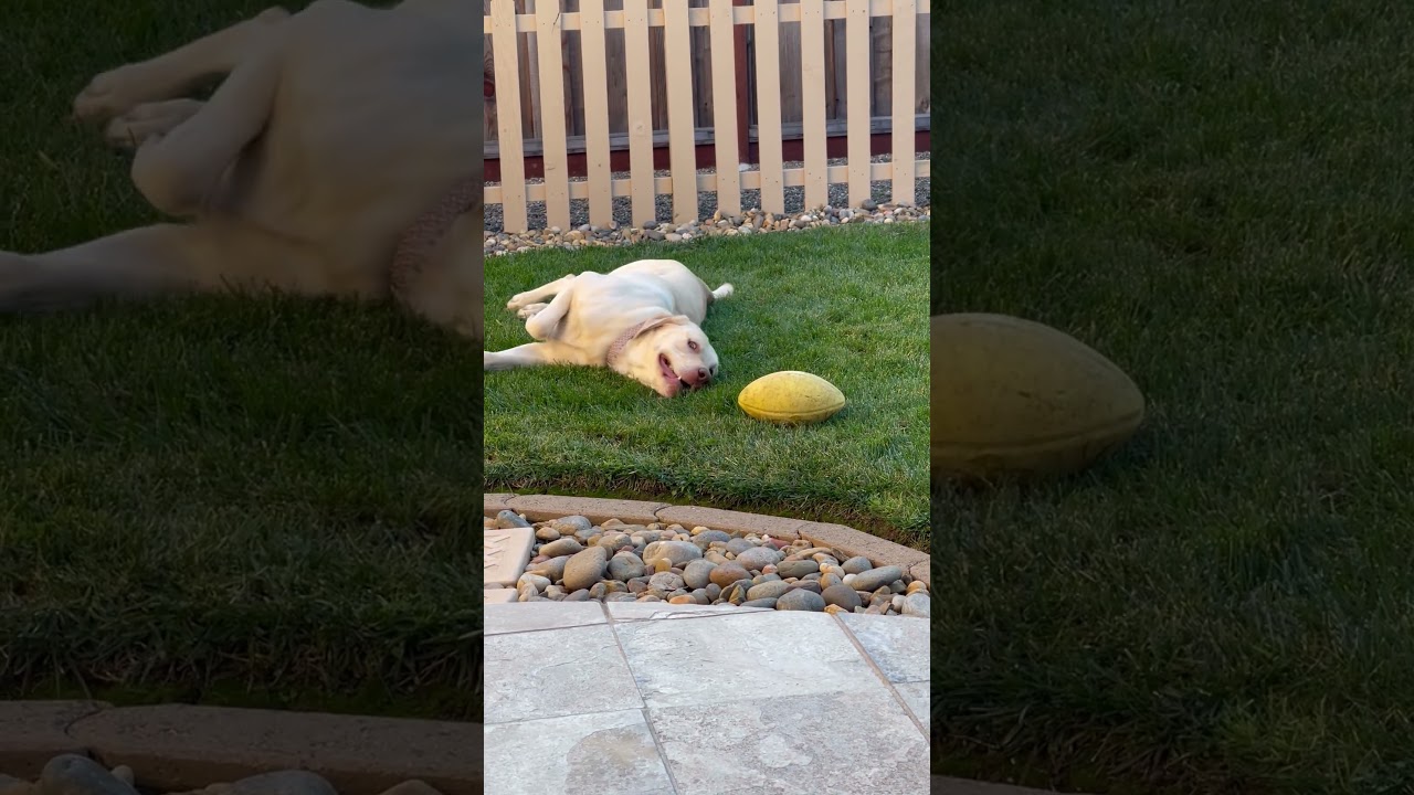 Enlarge Daisy Mae, a Adoptable Labrador Retriever in Sacramento, CA video 4/4