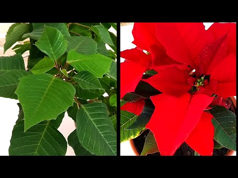 How to MAKE the POINSETTIA RED