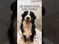 Happy Dog S Bath Routine ️ Dog Pets Cutedog Love Viral Shorts Shortvideo
